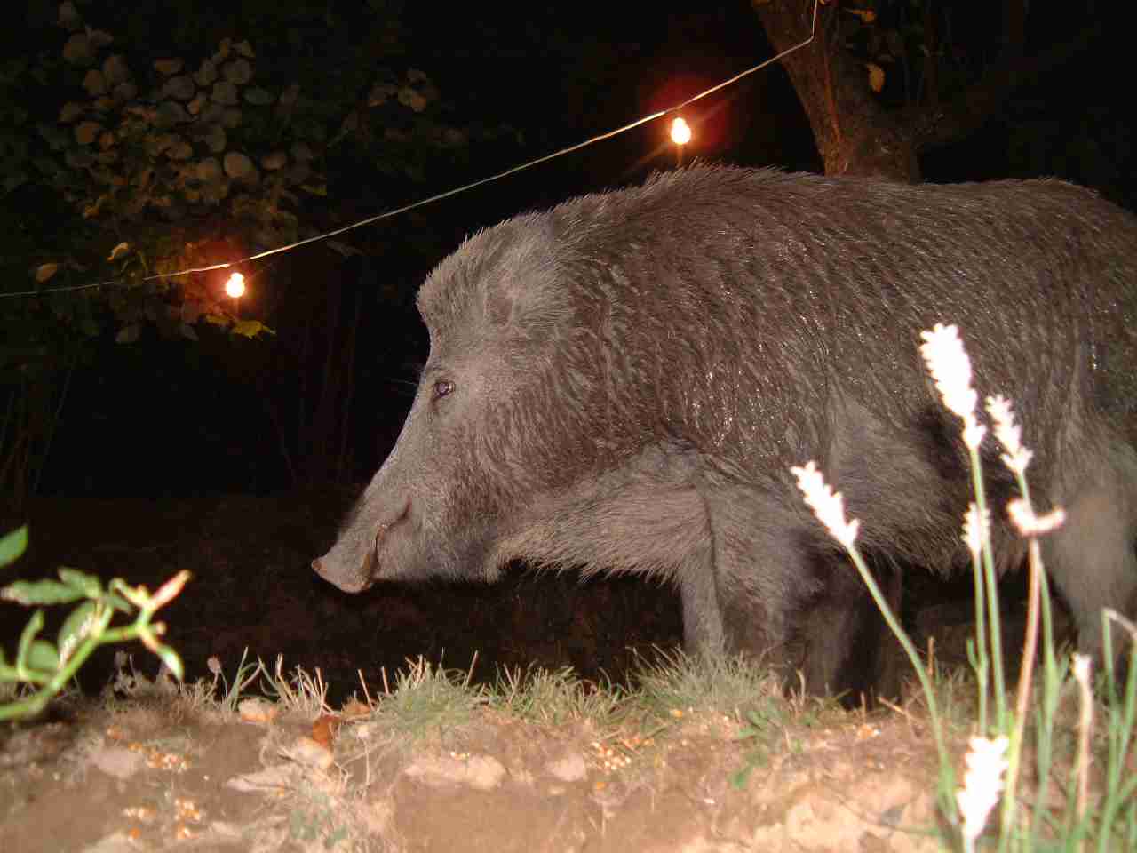  Image name: 00 DSCF0043.JPG 
 width: 1280 pixel 
 height: 960 pixel 
 Size: 57999 bytes 
 Click to enlarge 